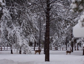 Deer in snow